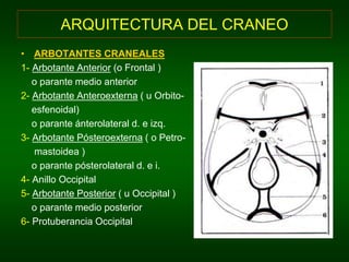 ARQUITECTURA DEL CRANEO 
• ARBOTANTES CRANEALES 
1- Arbotante Anterior (o Frontal ) 
o parante medio anterior 
2- Arbotante Anteroexterna ( u Orbito-esfenoidal) 
o parante ánterolateral d. e izq. 
3- Arbotante Pósteroexterna ( o Petro-mastoidea 
) 
o parante pósterolateral d. e i. 
4- Anillo Occipital 
5- Arbotante Posterior ( u Occipital ) 
o parante medio posterior 
6- Protuberancia Occipital 
 