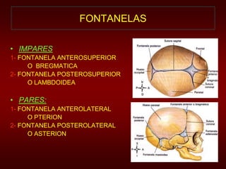 FONTANELAS 
• IMPARES 
1- FONTANELA ANTEROSUPERIOR 
O BREGMATICA 
2- FONTANELA POSTEROSUPERIOR 
O LAMBDOIDEA 
• PARES: 
1- FONTANELA ANTEROLATERAL 
O PTERION 
2- FONTANELA POSTEROLATERAL 
O ASTERION 
 