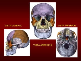 VISTA LATERAL VISTA INFERIOR 
VISTA ANTERIOR 
 