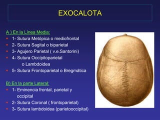 EXOCALOTA 
A ) En la Línea Media: 
 1- Sutura Metópica o mediofrontal 
 2- Sutura Sagital o biparietal 
 3- Agujero Parietal ( v.e.Santorini) 
 4- Sutura Occípitoparietal 
o Lambdoidea 
 5- Sutura Frontoparietal o Bregmática 
B) En la parte Lateral: 
 1- Eminencia frontal, parietal y 
occipital 
 2- Sutura Coronal ( frontoparietal) 
 3- Sutura lambdoidea (parietooccipital) 
 