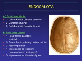 ENDOCALOTA 
A ) En la Línea Media: 
 1- Cresta Frontal (Hoz del cerebro) 
 2- Canal longitudinal 
 3- Protuberancia Occipital Interna 
B) En la parte Lateral: 
 1- Fosa frontal, parietal y 
occipital 
 2- Sutura frontoparietal y parietooccipital 
 3- Agujero parietal 
 4- Impresiones de Paccioni 
( granulaciones meníngeas) 
 5- Impresiones en Hoja de Higuera 
 