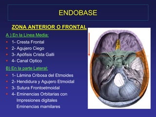 ENDOBASE 
ZONA ANTERIOR O FRONTAL 
A ) En la Línea Media: 
 1- Cresta Frontal 
 2- Agujero Ciego 
 3- Apófisis Crista Galli 
 4- Canal Optico 
B) En la parte Lateral: 
 1- Lámina Cribosa del Etmoides 
 2- Hendidura y Agujero Etmoidal 
 3- Sutura Frontoetmoidal 
 4- Eminencias Orbitarias con 
Impresiones digitales 
Eminencias mamilares 
 