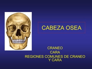 CABEZA OSEA 
CRANEO 
CARA 
REGIONES COMUNES DE CRANEO 
Y CARA 
 