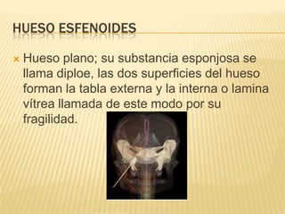 HUESO ESFENOIDES

   Hueso plano; su substancia esponjosa se
    llama diploe, las dos superficies del hueso
    forman la tabla externa y la interna o lamina
    vítrea llamada de este modo por su
    fragilidad.
 