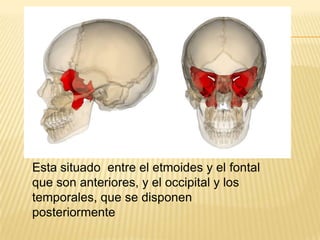 Esta situado entre el etmoides y el fontal
que son anteriores, y el occipital y los
temporales, que se disponen
posteriormente
 