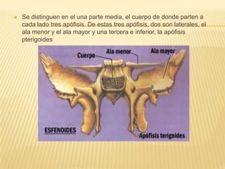    Se distinguen en el una parte media, el cuerpo de donde parten a
    cada lado tres apófisis. De estas tres apófisis, dos son laterales, el
    ala menor y el ala mayor y una tercera e inferior, la apófisis
    pterigoides
 