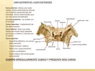 Cara anterior: ofrece una resta
media, cresta esfenoidal se articula
con la lamina perpendicular del
etmoides. Senos esfenoidales que
son dos aberturas laterales
La cara posterior : se suelda con
el occipital
Caras laterales : implantación de
las alas mayores.
Cara inferior: tiene una resta
media terminada hacia adelante
por el pico o rostrum ( articula con
el vómer)
Cara superior:
1.   Superficie olfatoria ( se reúnen
     alas menores)
2.   Canal travesar ( óptico)
3.   Silla turca ( posa pituitaria)
4.   Lamina cuadrilátera
5.   Parte anterior del canal basilar
     del occipital

CUERPO IRREGULARMENTE CUBICO Y PRESENTA SEIS CARAS
 