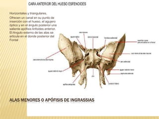 Horizontales y triangulares,
Ofrecen un canal en su punto de
inserción con el hueso, el agujero
óptico y en el ángulo posterior una
saliente apófisis linfoides anterior.
El Angulo externo de las alas se
articula en el donde posterior del
Fontal




ALAS MENORES O APÓFISIS DE INGRASSIAS
 