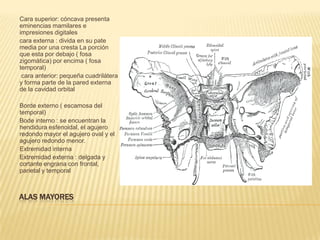 Cara superior: cóncava presenta
eminencias mamilares e
impresiones digitales
cara externa : divida en su pate
media por una cresta La porción
que esta por debajo ( fosa
zigomática) por encima ( fosa
temporal)
 cara anterior: pequeña cuadrilátera
y forma parte de la pared externa
de la cavidad orbital

Borde externo ( escamosa del
temporal)
Bode interno : se encuentran la
hendidura esfenoidal, el agujero
redondo mayor el agujero oval y el
agujero redondo menor.
Extremidad interna
Extremidad externa : delgada y
cortante engrana con frontal,
parietal y temporal



ALAS MAYORES
 