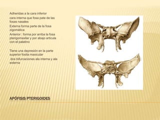 Adheridas a la cara inferior
cara interna que fosa pate de las
fosas nasales
Externa forma parte de la fosa
zigomática
Anterior : forma por arriba la fosa
pterigomaxilar y por abajo articula
con el palatino

Tiene una depresión en la parte
superior fosita maxicular
 dos bifurcaciones ala interna y ala
externa




APÓFISIS PTERIGOIDES
 