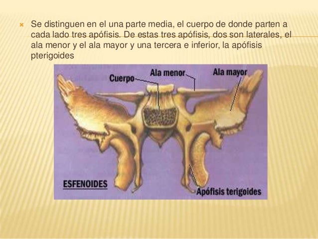 Huesos del craneo esfenoides