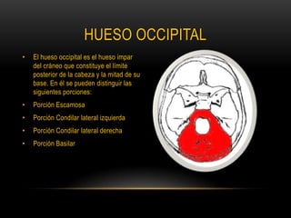 HUESO OCCIPITALEl hueso occipital es el hueso impar del cráneo que constituye el límite posterior de la cabeza y la mitad de su base. En él se pueden distinguir las siguientes porciones:Porción EscamosaPorción Condilar lateral izquierdaPorción Condilar lateral derechaPorción Basilar