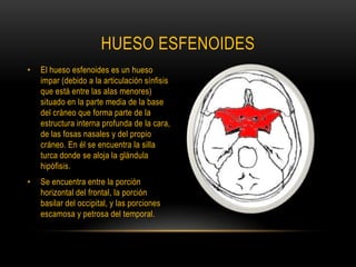 Hueso esfenoidesEl hueso esfenoides es un hueso impar (debido a la articulación sínfisis que está entre las alas menores) situado en la parte media de la base del cráneo que forma parte de la estructura interna profunda de la cara, de las fosas nasales y del propio cráneo. En él se encuentra la silla turca donde se aloja la glándula hipófisis.Se encuentra entre la porción horizontal del frontal, la porción basilar del occipital, y las porciones escamosa y petrosa del temporal.