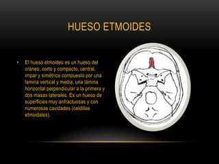 HUESO ETMOIDESEl hueso etmoides es un hueso del cráneo, corto y compacto, central, impar y simétrico compuesto por una lamina vertical y media, una lámina horizontal perpendicular a la primera y dos masas laterales. Es un hueso de superficies muy anfractuosas y con numerosas cavidades (celdillas etmoidales).