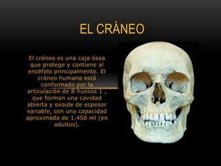 El CráneoEl cráneo es una caja ósea que protege y contiene al encéfalo principalmente. El cráneo humano está conformado por la articulación de 8 huesos 1 , que forman una cavidad abierta y ovoide de espesor variable, con una capacidad aproximada de 1.450 ml (en adultos).