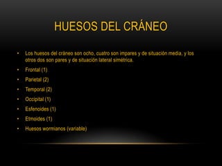 Huesos del cráneo Los huesos del cráneo son ocho, cuatro son impares y de situación media, y los otros dos son pares y de situación lateral simétrica.Frontal (1)Parietal (2)Temporal (2)Occipital (1)Esfenoides (1)Etmoides (1)Huesos wormianos (variable)
