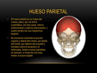 HUESO PARIETALEl hueso parietal es un hueso del cráneo, plano, par, de forma cuadrilátera, con dos caras, interna (endocraneal) y externa (exocraneal), y cuatro bordes con sus respectivos ángulos.Se encuentra cubriendo la porción superior y lateral del cráneo, por detrás del frontal, por delante del occipital y montado sobre el temporal y el esfenoides. Ambos huesos parietales se articulan, a través de una línea media: la sutura sagital.