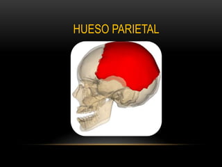 HUESO PARIETAL