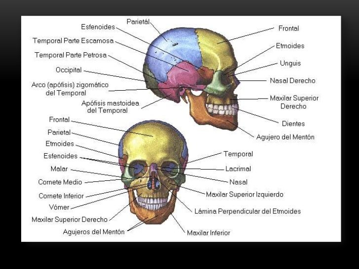 Ppt – huesos de la cara v powerpoint presentation | free 