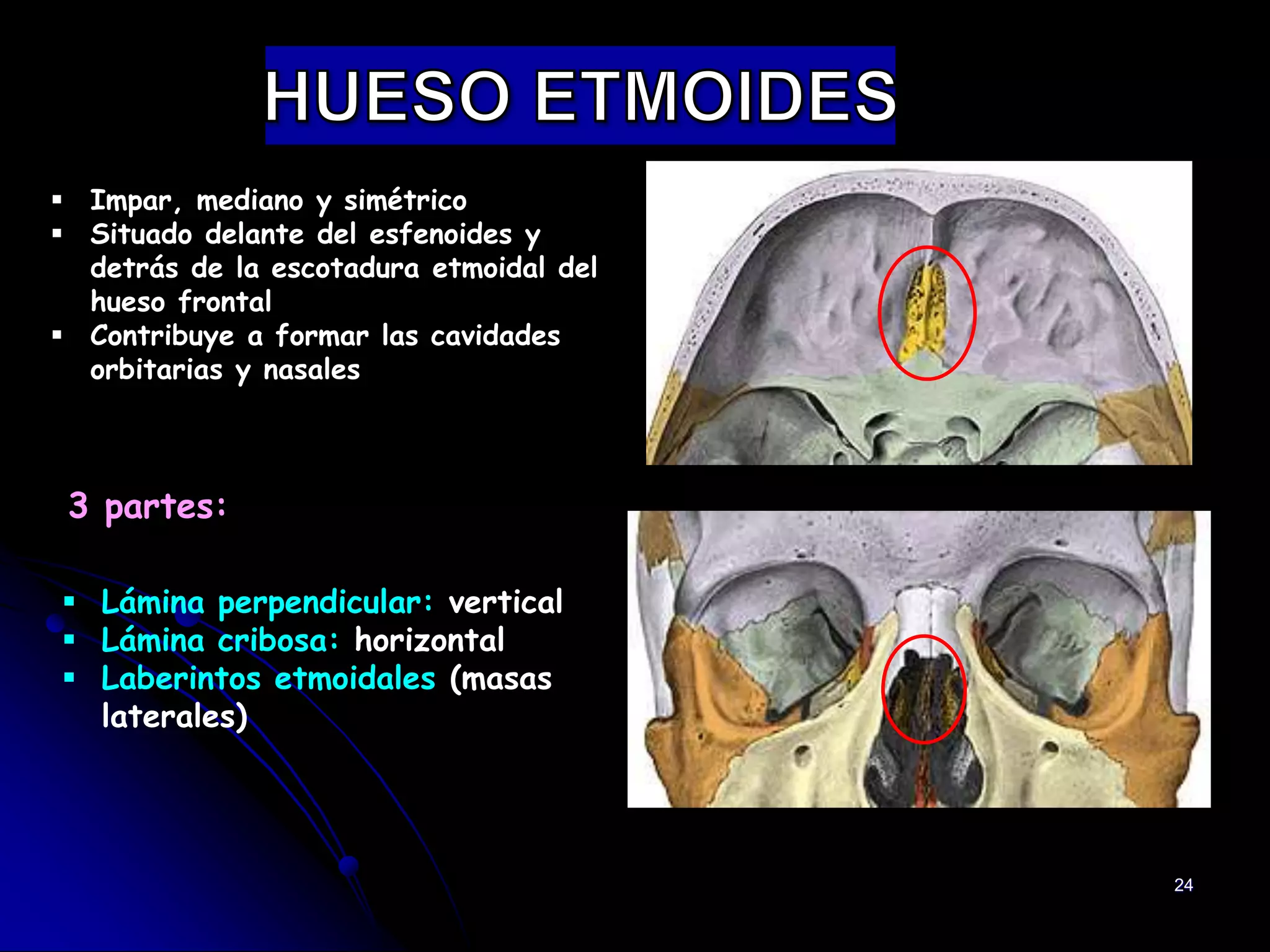 Huesos del cráneo | PPTX