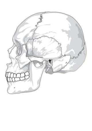 huesos del cráneo Y costilla