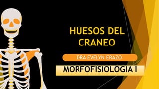 HUESOS DEL
CRANEO
DRA EVELYN ERAZO
MORFOFISIOLOGIA I
 