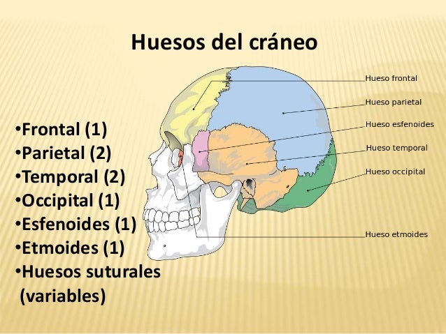 Resultado de imagen para huesos del craneo