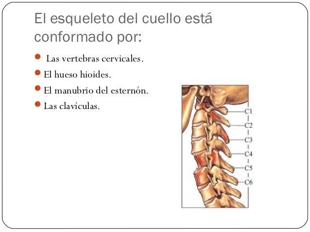 Huesos del cuello