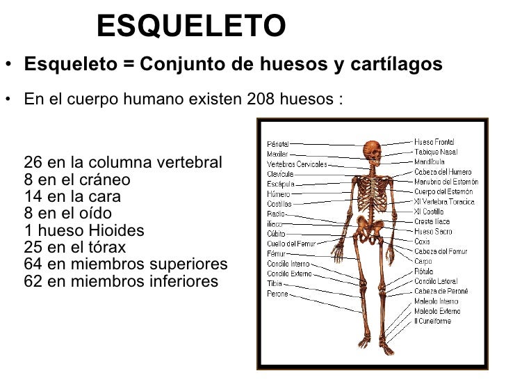 Huesos del cuerpo