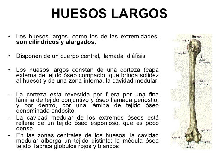Huesos del cuerpo