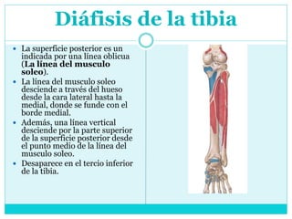 Tibia Linea Huesos del miembro inferior 1-Hugo | PPTX