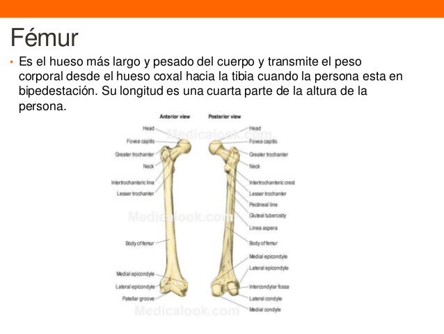 Huesos del miembro inferior