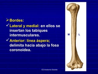 Bordes:
Lateral y medial: en ellos se
insertan los tabiques
intermusculares.
Anterior: línea áspera;
delimita hacia aba...
