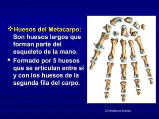 Huesos del Metacarpo:
Son huesos largos que
forman parte del
esqueleto de la mano.
 Formado por 5 huesos
que se articula...