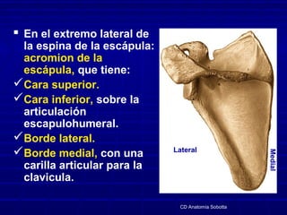  En el extremo lateral de
la espina de la escápula:
acromion de la
escápula, que tiene:
Cara superior.
Cara inferior, s...