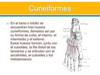 Cuneiformes En el tarso o tobillo se encuentran tres huesos cuneiformes, llamados así por su forma de cuña; el interno, el intermedio y el externo.Estos huesos forman, junto con el cuboides, la fila distal de los tarsianos y se articulan con el escafoides, el cuboides y los metatarsianos. 