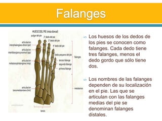 Falanges Los huesos de los dedos de los pies se conocen como falanges. Cada dedo tiene tres falanges, menos el dedo gordo que sólo tiene dos.Los nombres de las falanges dependen de su localización en el pie. Las que se articulan con las falanges medias del pie se denominan falanges distales. 
