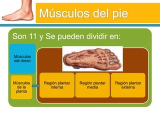 Músculos del pie