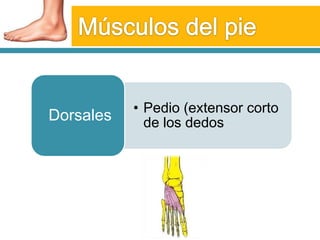 Músculos del pie