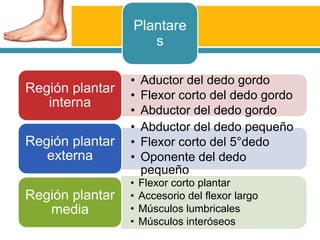 Plantares