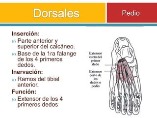 Dorsales Inserción:Parte anterior y superior del calcáneo.Base de la 1ra falange de los 4 primeros dedos.Inervación:Ramos del tibial anterior.Función:Extensor de los 4 primeros dedosPedio 
