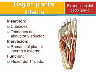 Región plantar internaFlexor corto del dedo gordoInserción:Cuboides.Tendones del abductor y aductor.Inervación:Ramas del plantar interno y externo.Función:Flexor del 1° dedo.