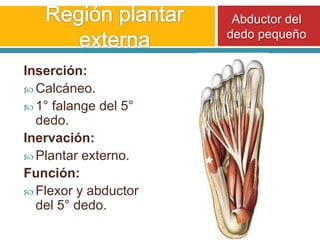 Región plantar externaAbductor del dedo pequeñoInserción:Calcáneo.1° falange del 5° dedo.Inervación:Plantar externo.Función:Flexor y abductor del 5° dedo.