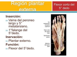 Región plantar externaFlexor corto del 5° dedoInserción:Vaina del peroneo largo y 5° metatarsiano.1°falange del 5°dedo.Inervación:Plantar externo.Función:Flexor del 5°dedo.