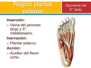 Región plantar externaOponente del 5° dedoInserción:Vaina del peroneo largo y 5° metatarsiano.Inervación:Plantar externo.Acción:Auxiliar del flexor corto.