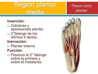 Región plantar mediaFlexor corto plantarInserción:Calcáneo y aponeurosis plantar.2°falange de los últimos 4 dedos.Inervación:Plantar interno.Función:Flexiona la 2° falange sobre la primera y sobre el metatarso.
