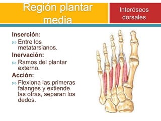 Región plantar mediaInteróseos dorsalesInserción:Entre los metatarsianos.Inervación:Ramos del plantar externo.Acción:Flexiona las primeras falanges y extiende las otras, separan los dedos.