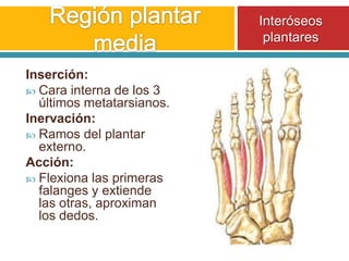 Región plantar mediaInteróseos plantaresInserción:Cara interna de los 3 últimos metatarsianos.Inervación:Ramos del plantar externo.Acción:Flexiona las primeras falanges y extiende las otras, aproximan los dedos.