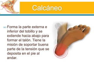 Calcáneo Forma la parte externa e inferior del tobillo y se extiende hacia abajo para formar el talón. Tiene la misión de soportar buena parte de la tensión que se deposita en el pie al andar. 