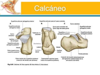 Calcáneo 